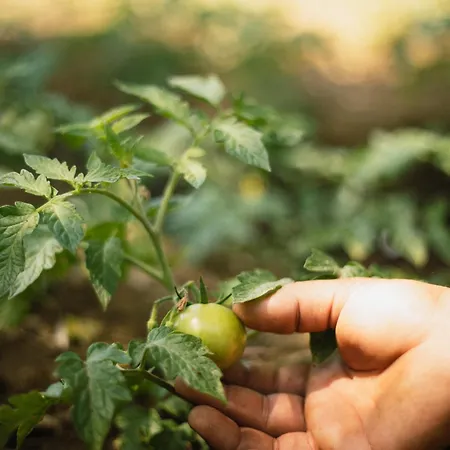 Boho Garden ホテル セリミエ