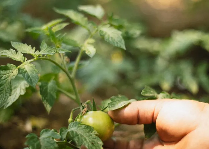 Boho Garden Ξενοδοχείο Σελιμιγιέ